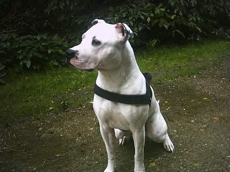 Amerikansk staffordshire terrier Bobby billede 14