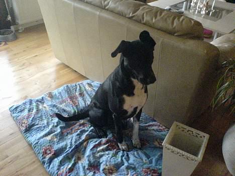 Blanding af racer Elvis billede 11