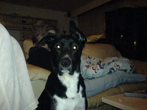 Blanding af racer Elvis - så flot! billede 12