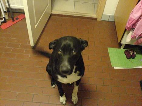 Blanding af racer Elvis - se hvor pænt jeg sidder ?:D billede 13