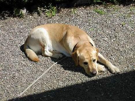 Labrador retriever futte (død) - futte sover i solen billede 1