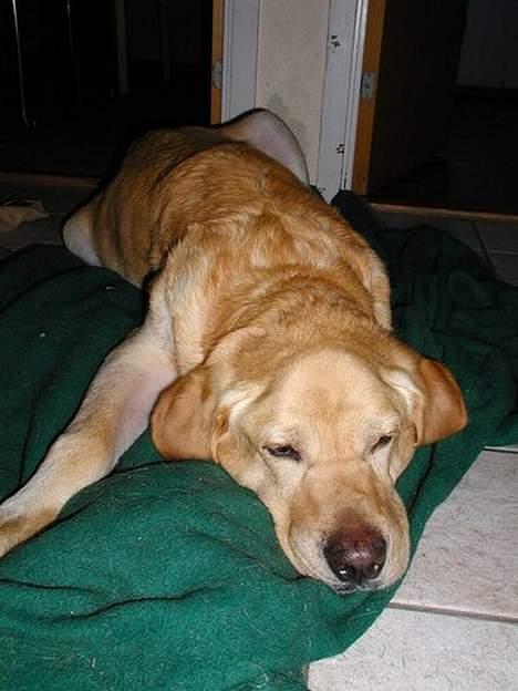 Labrador retriever futte (død) - futte dagen før han blev aflivet pga leversvigt billede 2