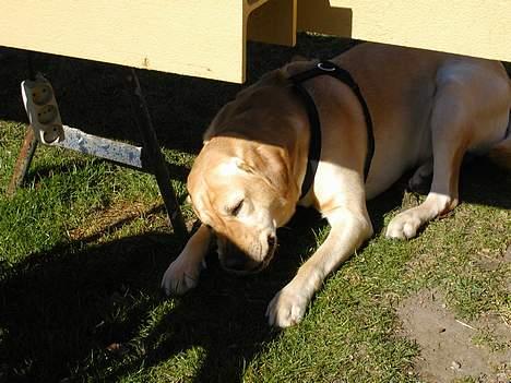 Labrador retriever futte (død) - mit ben billede 3