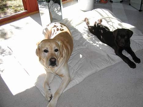 Labrador retriever futte (død) - futte med lillebror andy billede 4