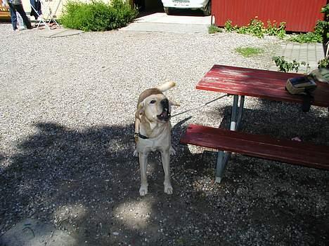 Labrador retriever futte (død) - futte på landet billede 5