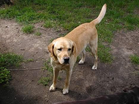 Labrador retriever futte (død) - futte og andy i haven billede 6
