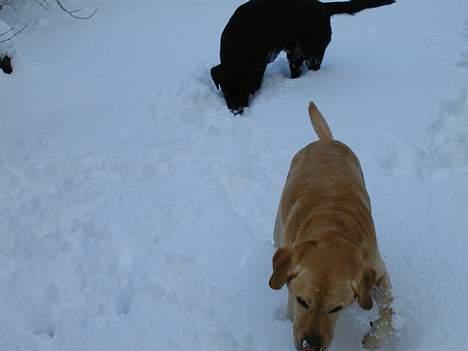 Labrador retriever futte (død) - så er der sne billede 7