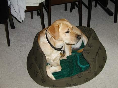 Labrador retriever futte (død) - man er vel vagthund billede 8