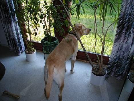 Labrador retriever futte (død) - hov................hvem kommer der? billede 9