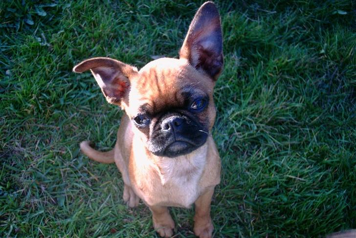 Blanding af racer Pippi billede 7