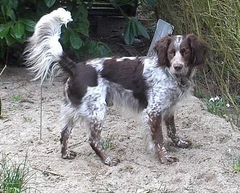 Engelsk springer spaniel Rosso billede 10