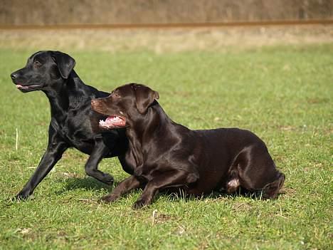 Labrador retriever Charlie - charlie og signe er klar til at springe på mig :-) billede 6