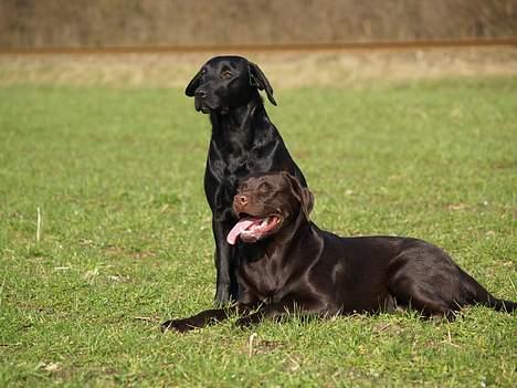 Labrador retriever Charlie - kom så, så lukker vi øjne i (nr.6-7 og 8 taget i dag d.11-3-07)  billede 7