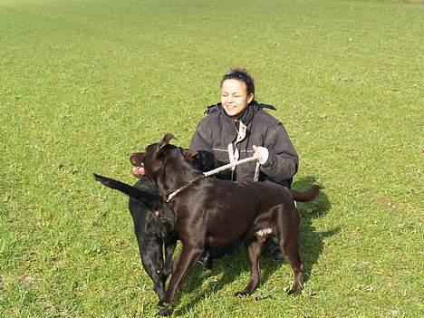 Labrador retriever Charlie - signe -charlie og mig (marian) billede 8