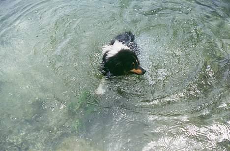 Shetland sheepdog Bjarkarima Urban - Her er jeg ude og bade i Lago di Terlago i Trento, Italien. billede 6