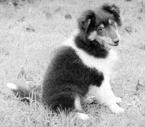 Shetland sheepdog Bjarkarima Urban - 12 uger gammel. billede 7