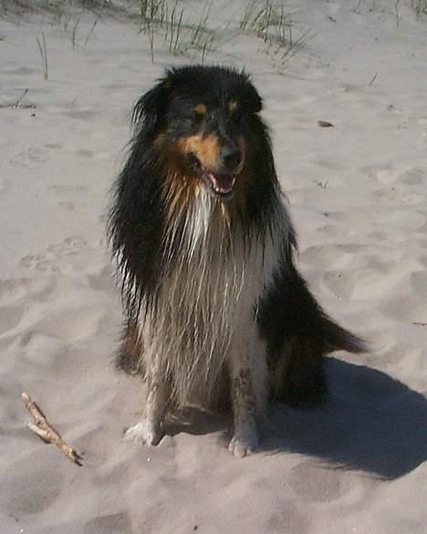 Shetland sheepdog Bjarkarima Urban - Er lige kommet op af Øresund. billede 8