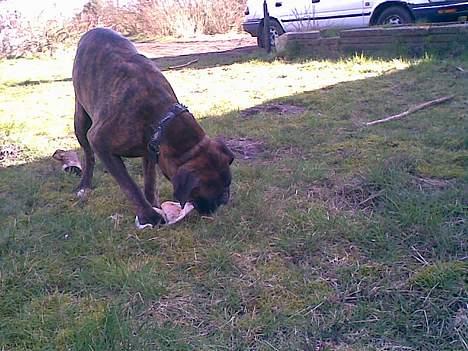 Boxer Xantos - Svine hud for første gang billede 18