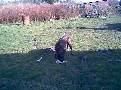 Boxer Xantos - Er ikke helt sikke på det er så lækkert som mor siger billede 19