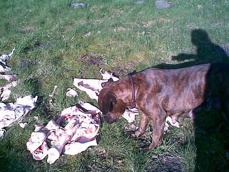 Boxer Aya - Hvad er det ??? billede 16