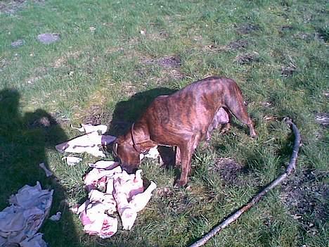 Boxer Aya - Ahhhh råt svin lækkert  billede 17
