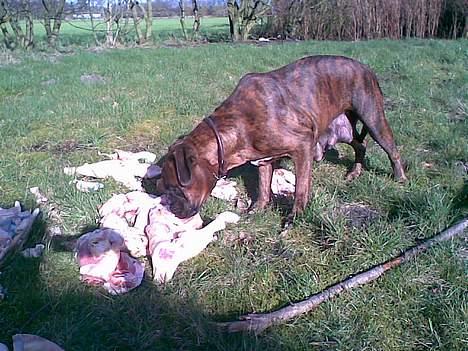 Boxer Aya - Hmm hvad skal man dog vælge ?? billede 18