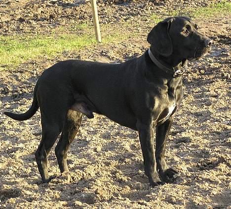 Blanding af racer Sofus billede 14