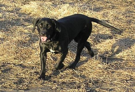 Blanding af racer Sofus billede 15