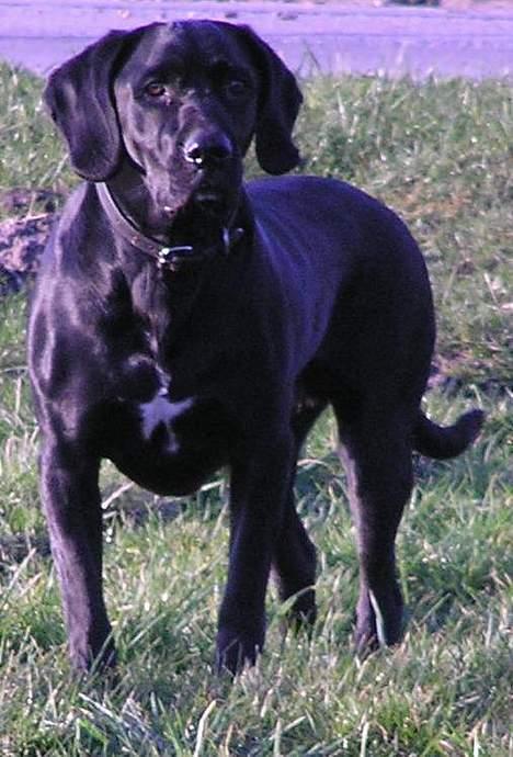 Blanding af racer Sofus billede 16