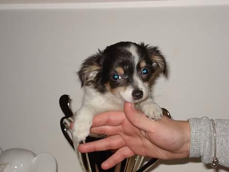 Chihuahua Fie - min lille fie i en pokal billede 6