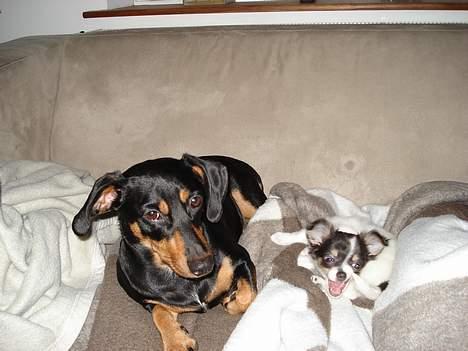 Chihuahua Fie - her ligger mine 2 små engle på sofaen og hygger billede 7