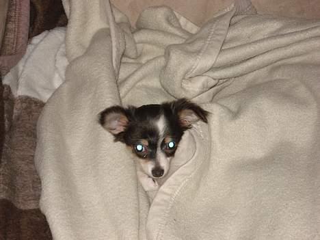 Chihuahua Fie - her ligger hun så lige og putter lidt under tæppet billede 8