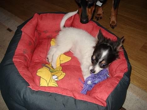 Chihuahua Fie - lille fie i sin kurv med sit yndlings legetøj billede 9