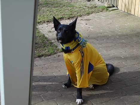 Blanding af racer Julius - Så er jeg klar til at se brøndby billede 13