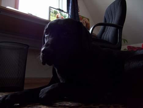 Labrador retriever Bianca - Nej hvor er jeg bare stor i forhold til hende! billede 8