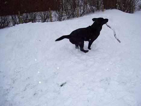 Labrador retriever Bianca - Juhuu! Sne er bare så sjovt! billede 9