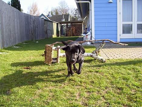 Labrador retriever Bianca - Vi er lige landet, næste afgang om ti minutter... billede 10