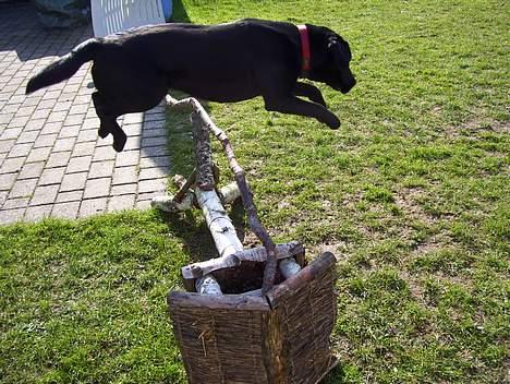 Labrador retriever Bianca - Let og elegangt over springene.. billede 11