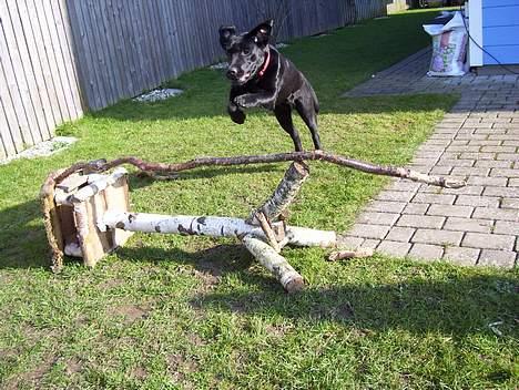 Labrador retriever Bianca - så letter vi!! billede 12