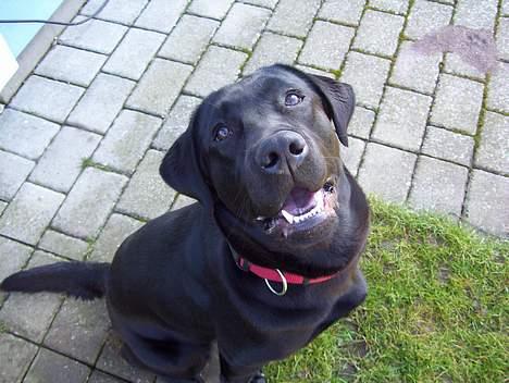Labrador retriever Bianca - Ser mine næsebor ikke ret store ud herfra?? billede 13
