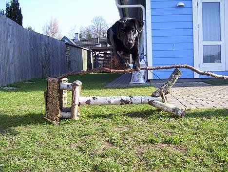 Labrador retriever Bianca - Uhh, jeg er vist i ubalance i dag... billede 14