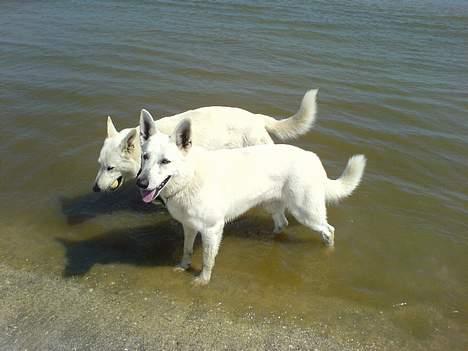 Hvid schæfer Nicko  - Ah dejlig at være ud ved stranden sammen med storebror...  billede 19