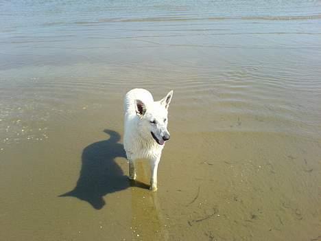 Hvid schæfer Nicko  - Jeg går mig lige en tur i det dejlige vejr, ude ved stranden billede 20