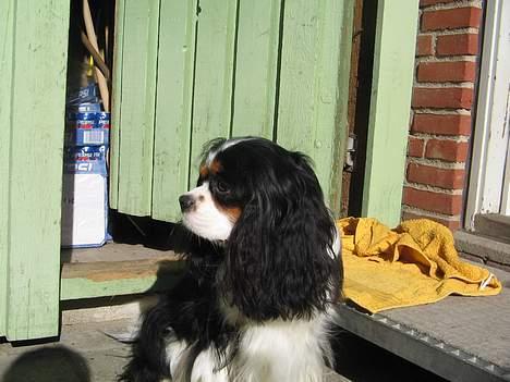 Cavalier king charles spaniel Agersbøl´s Figo (død juni 2011) billede 13