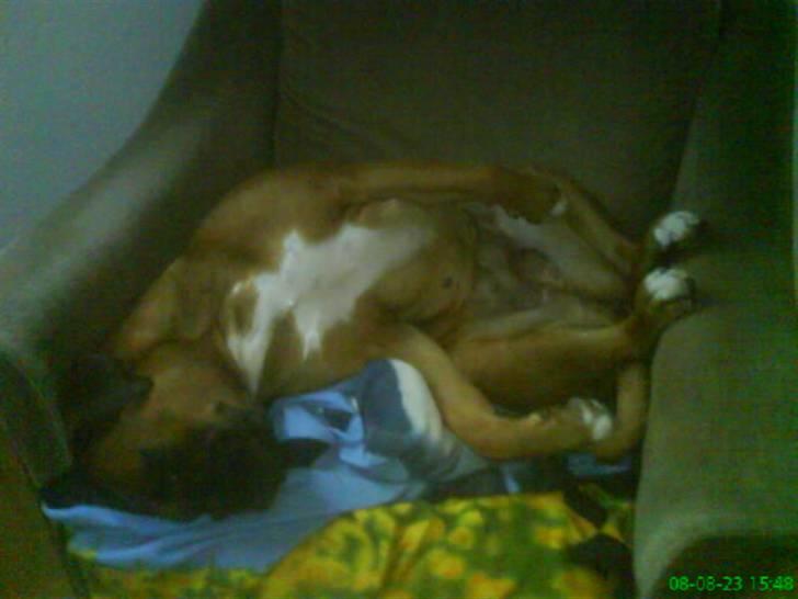 Boxer Freja - Godnat!?(: billede 16