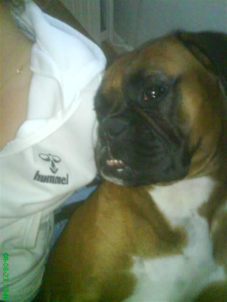 Boxer Freja - Hun er én mærkelig hund éngang imellem:D.. billede 17