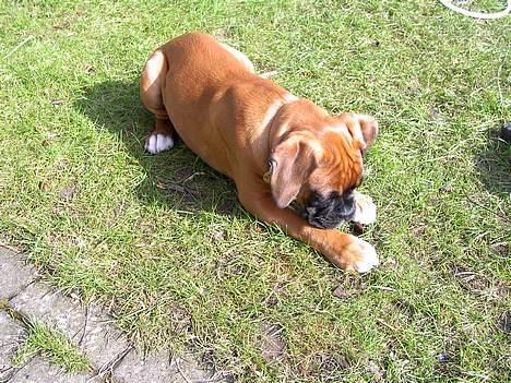 Boxer Freja - Freja som lille(: billede 18