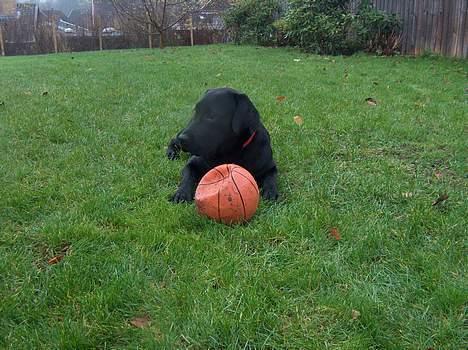 Labrador retriever Bianca - MIN BOLD!!!!!!!! billede 15