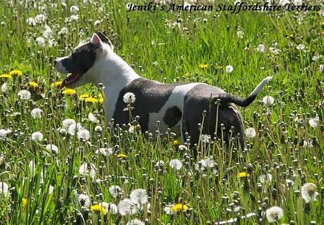 Amerikansk staffordshire terrier Icewood EZ Blue Baby Girl - Rest in Peace <3 billede 13