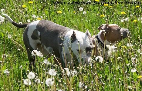 Amerikansk staffordshire terrier Icewood EZ Blue Baby Girl - Rest in Peace <3 billede 14